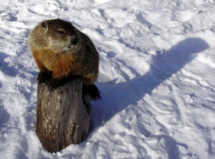 The Story of the Groundhog and His Shadow to Baltimore Woods