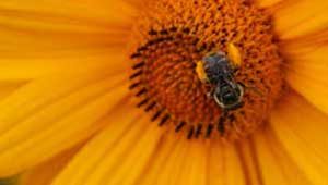flower with bee pollinator