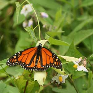 monarch-up-close-300x300-for-web monarch butterfly