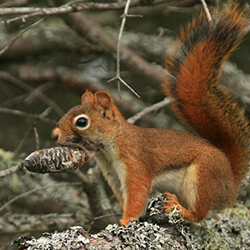 red squirrel 250×250 web