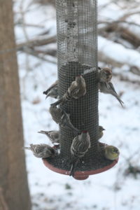 Great Backyard Bird Count Welcome To Baltimore Woods Nature