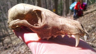coyote skull camp