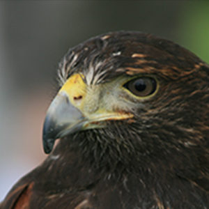 hawk 300×300