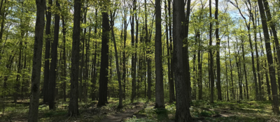 homepage slider trees faust garden spring 800×350