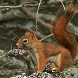 red squirrel with pinecone in mouth