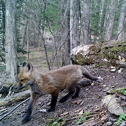 red fox kit cam250x250
