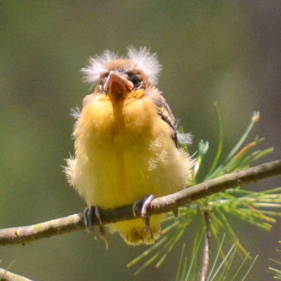 Baltimore Oriole
