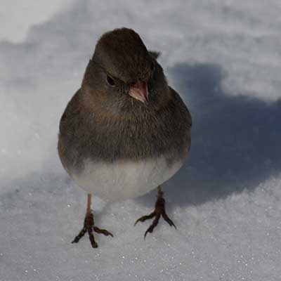 dark eyed junco photo credit to Anna Stunkel