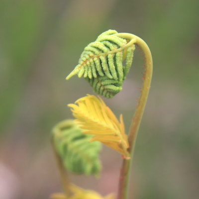 Fern