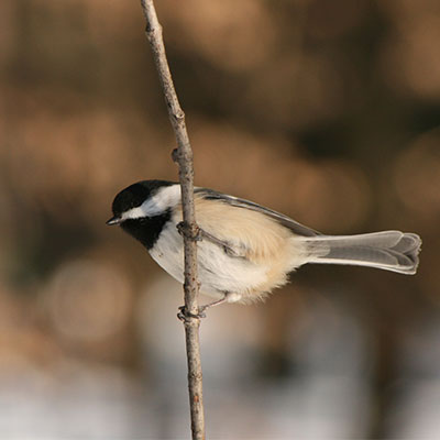 black-capped chickadee on a branch