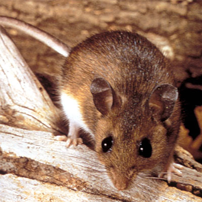 close-up-deer-mouse-