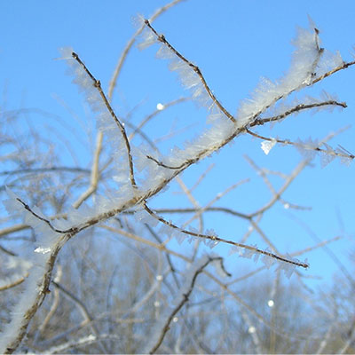 frosty-branch-400×400