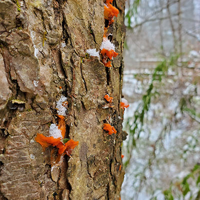 fungus-on-tree-bark-400