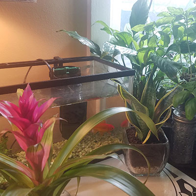 goldfish-meets-houseplants-400×400