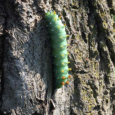 green-caterpillar