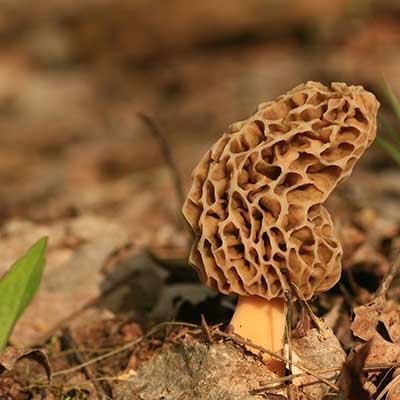 morel mushroom on forest floor