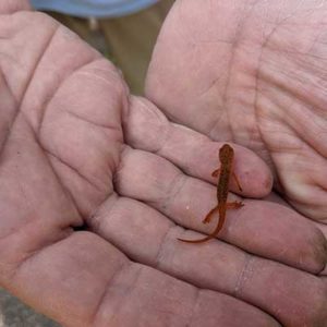 tiny red salamander in hands