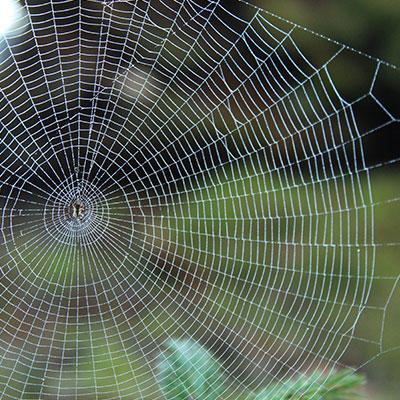 spider web showcasing beautiful design