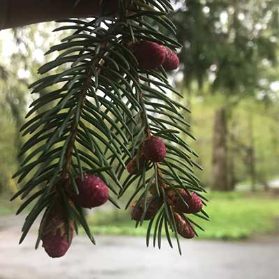 spruce tree needles