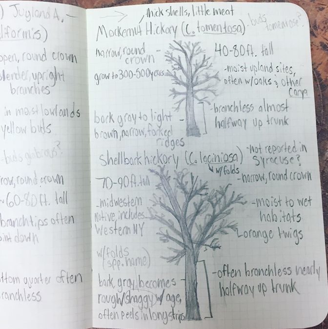 Nature journal prompts — Journaling with Nature