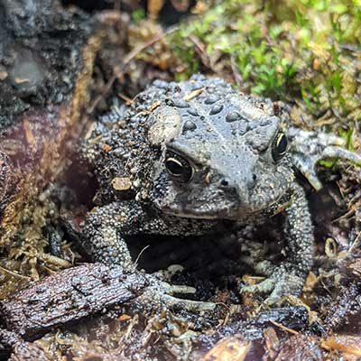 american toad