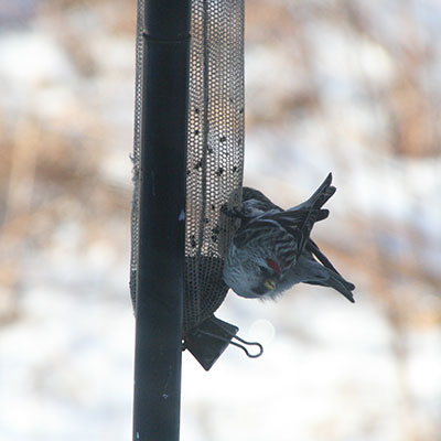 redpolls-on-feeder-400×400