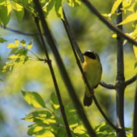 yellow bird in tree