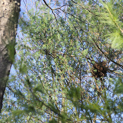 squirrel nest or dray high in treetops