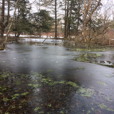 lab-hollow-vernal-pool