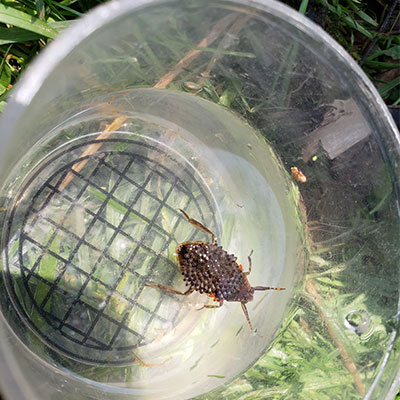 aquatic pond insect in jar