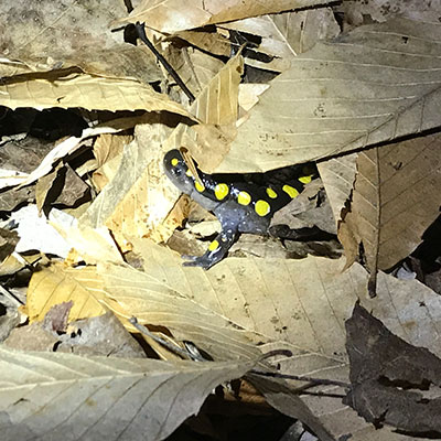 yellow spotted salamander peeking from under leaf litter in spring migration to vernal ponds