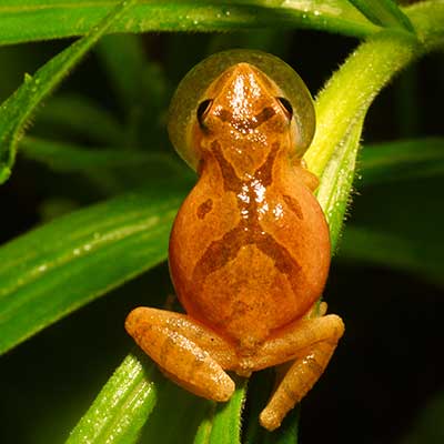 spring peeper up close on blade of grass