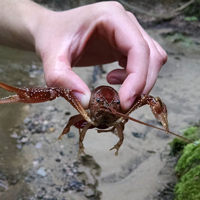 hand holding crayfish from stream