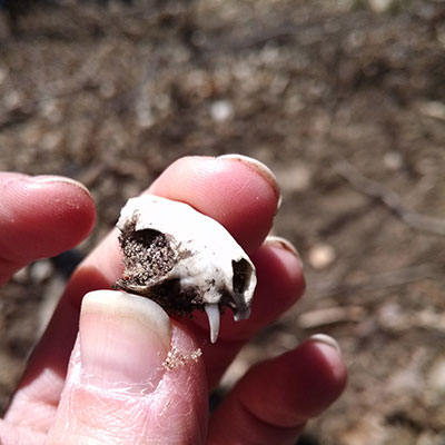 examining tiny skull found in woods