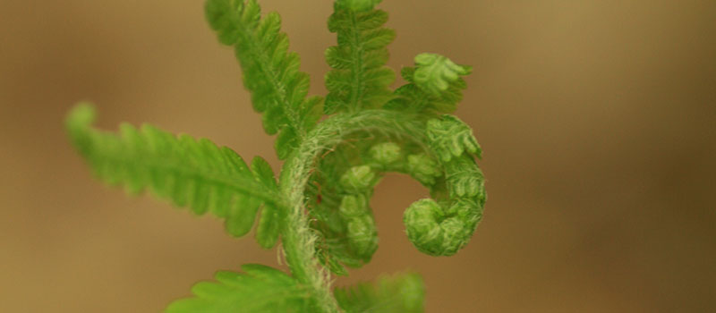 unfurling fern close up