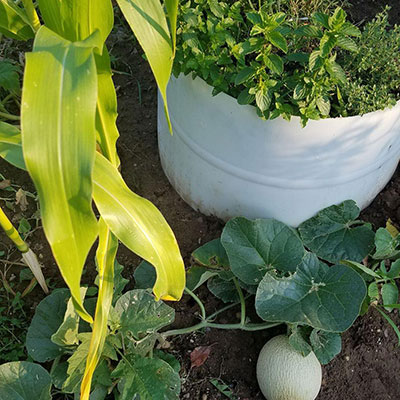 melon and corn growing in home garden
