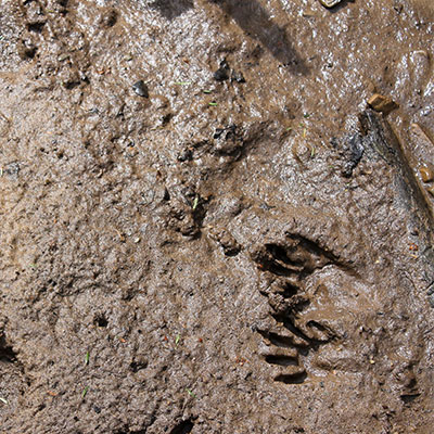 racoon tracks in mud