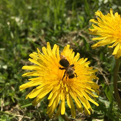 bee-on-dandelion