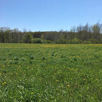 dandelion-field