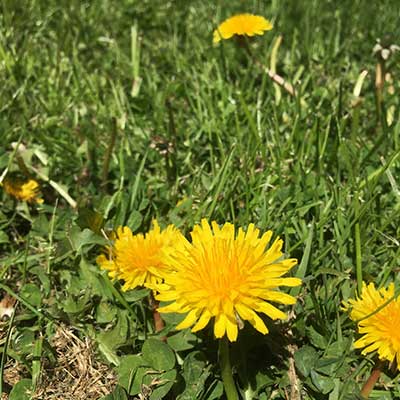 dandelion-in-grass