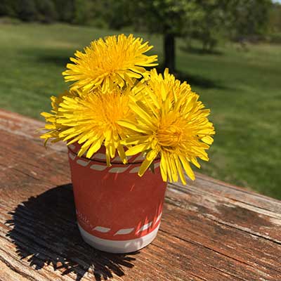 dandelions-in-a-cup