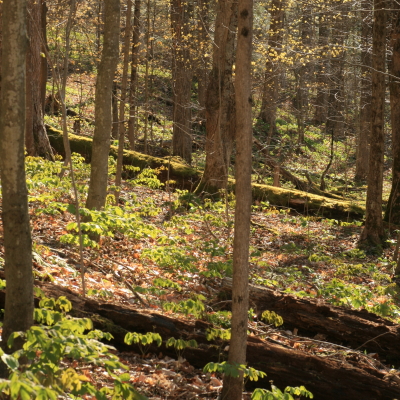 Scene along the valley trail at Baltimore woods in summer