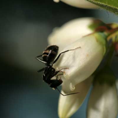 ant-on-white-flower