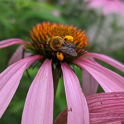 bee-close-up-coneflower-with saddlebags of pollen on legs400x400