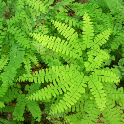 maidenhair fern on teh forest floor - aerial view