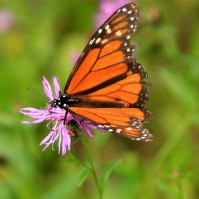 monarch-butterfly on purple flower