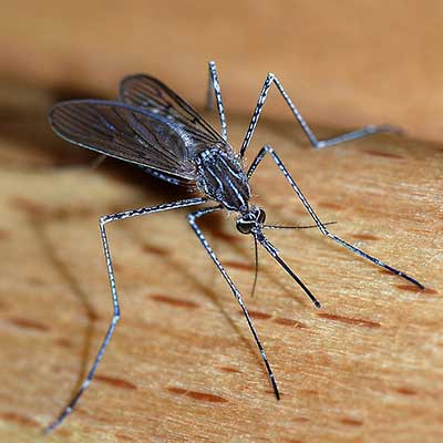 mosquito-close-up