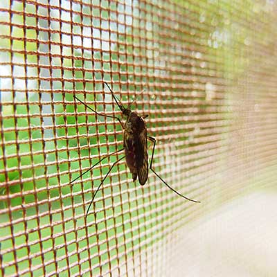 mosquito-in-net