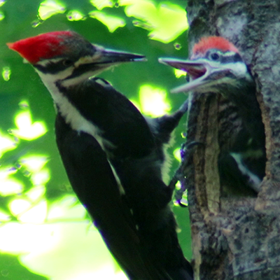 pileated woodpecker feeds a baby in a tree hole nest