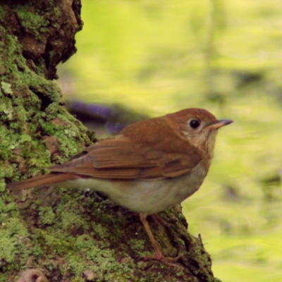 veery bird brown and cream in a tree branch